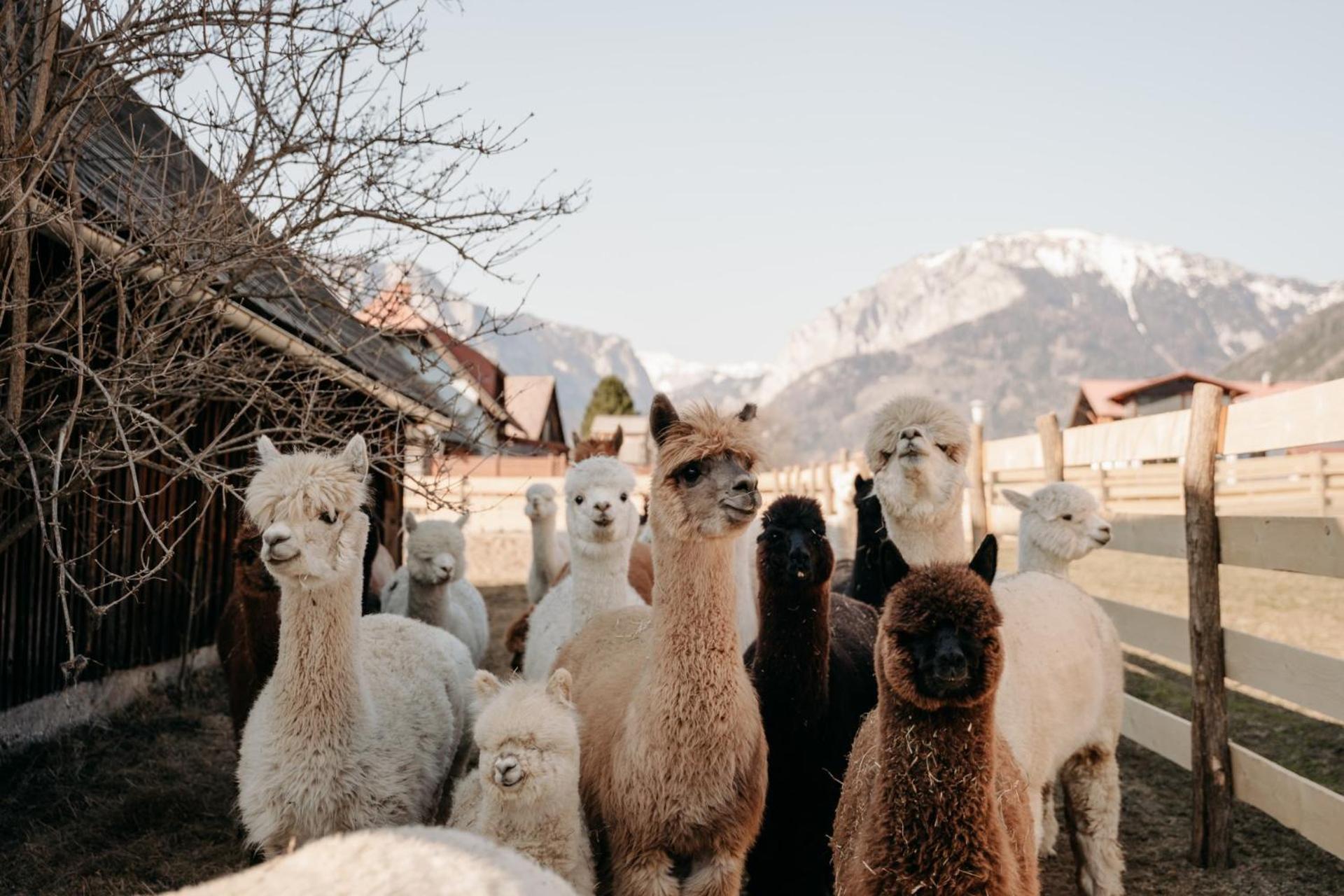 Alpakas, Lamas Und Rentiere Zum Gruenen See Grossdorf  Esterno foto